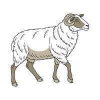 Engaging Old Welsh Mountain Sheep Color Illustration vector