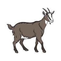 Distinctive Oberhasli Goat Realistic Color Illustration vector