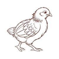 Charming Orpington Chicken Realistic Color Illustration vector