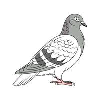 Charming Pigeon Realistic Color Illustration on White vector