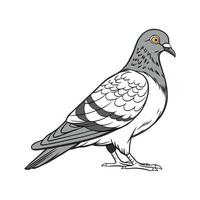 Vivid Pigeon Realistic Color Illustration on White vector
