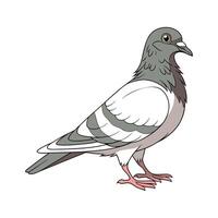 Dynamic Pigeon Realistic Color Illustration on White vector