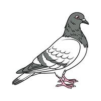 Creative Pigeon Color Illustration with Realistic Outline vector