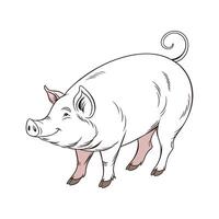Vibrant Pig Realistic Color Illustration on White Background vector