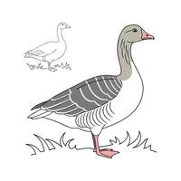 Engaging Pilgrim Goose Realistic Color Illustration vector