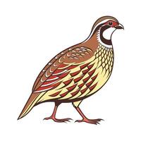 Cute Quail Realistic Color Illustration on White vector