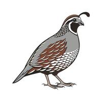 Charming Quail Realistic Color Illustration on White vector