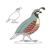 Creative Quail Realistic Color Illustration with Outlines vector