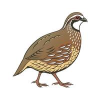 Dynamic Quail Realistic Color Illustration on White vector