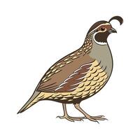 Engaging Quail Realistic Color Illustration on White vector