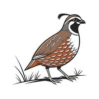 Charming Quail Realistic Color Illustration with Outlines vector