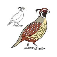 Engaging Quail Realistic Color Illustration with Outlines vector