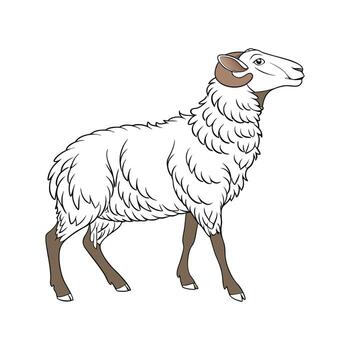 Dynamic Rambouillet Sheep Realistic Color Illustration vector