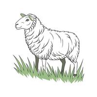 Charming Romney Sheep Realistic Color Illustration with Outlines vector