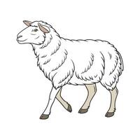 Engaging Romney Sheep Color Illustration with Outlines vector