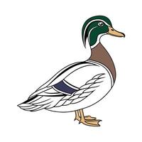 Distinct Rouen Duck Realistic Color Illustration with Outline vector