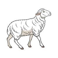 Engaging Rambouillet Sheep Realistic Color Illustration vector