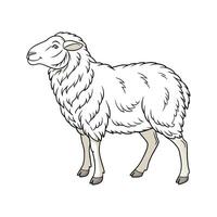 Creative Romney Sheep Realistic Color Illustration vector
