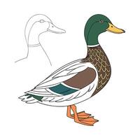Charming Rouen Duck Color Illustration with Realistic Features vector