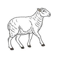 Engaging Romney Sheep Realistic Color Illustration with Outlines vector