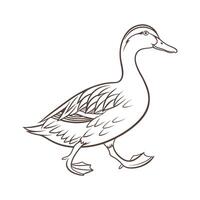 Engaging Runner Duck Realistic Color Illustration vector