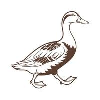 Vivid Runner Duck Realistic Color Illustration vector