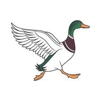 Charming Runner Duck Realistic Color Illustration vector