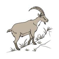 Dynamic San Clemente Island Goat Realistic Color Illustration vector