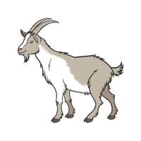 Engaging San Clemente Island Goat Realistic Color Illustration vector