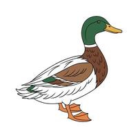 Charming Saxony Duck Realistic Color Illustration vector