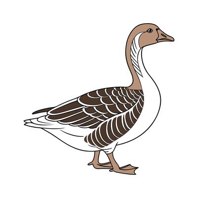 Vivid Saxony Goose Realistic Color Illustration