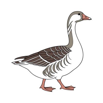 Dynamic Saxony Goose Realistic Color Illustration
