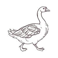 Charming Sebastopol Goose Realistic Color Illustration. vector