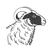 Vivid Scottish Blackface Sheep Realistic Color Illustration. vector