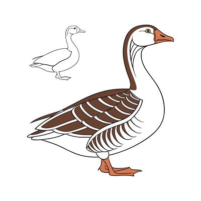Engaging Saxony Goose Realistic Color Illustration