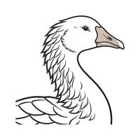 Vivid Sebastopol Goose Realistic Color Illustration. vector