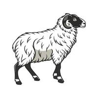 Charming Scottish Blackface Sheep Realistic Color Illustration. vector