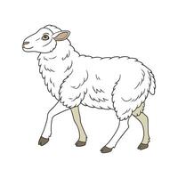 Vivid Sheep Realistic Color Illustration on White vector
