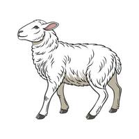 Vivid Sheep Realistic Color Illustration with Outline. vector