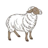 Dynamic Sheep Realistic Color Illustration with Outlines vector