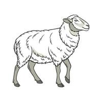 Engaging Sheep Color Illustration with Realistic Features vector