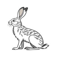 Realistic Silver Fox Rabbit Color Illustration vector