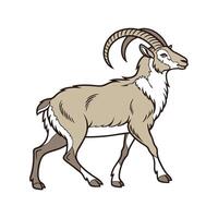 Charming Soay Sheep Colorful Illustration Art vector