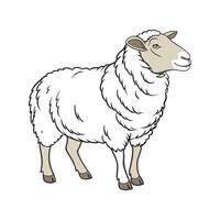 Elegant Southdown Sheep Realistic Color Illustration vector