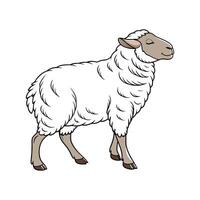 Distinctive Southdown Sheep Realistic Illustration vector