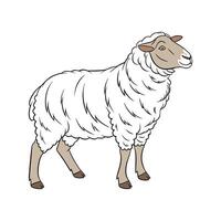 Beautiful Southdown Sheep Colorful Illustration vector