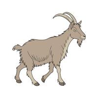 Realistic Spanish Goat Colorful Illustration Art vector