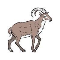 Unique Soay Sheep Realistic Color Illustration vector