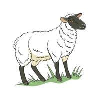 Beautiful Suffolk Sheep Realistic Color Illustration vector