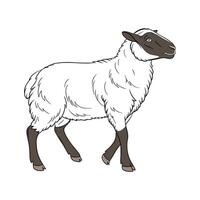 Vibrant Suffolk Sheep Realistic Color Illustration vector